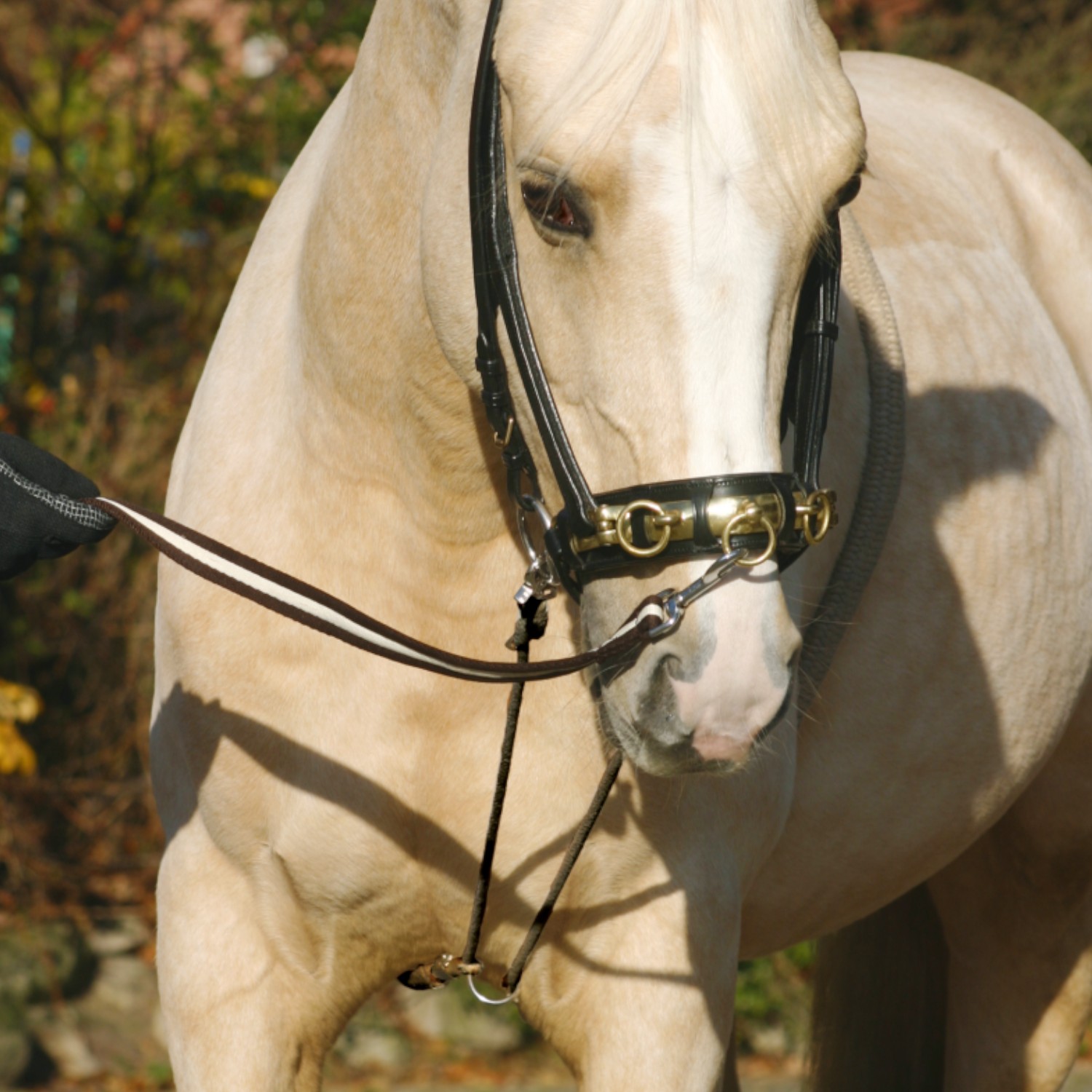 Busse Longierhilfe Cotton