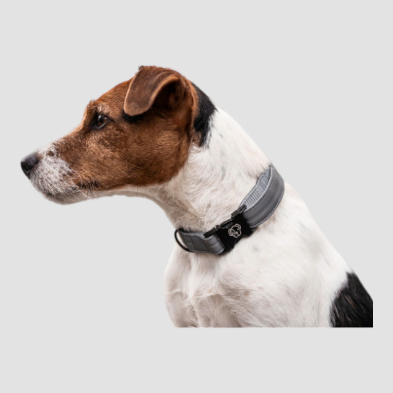 Kentucky Hundehalsband Reflective