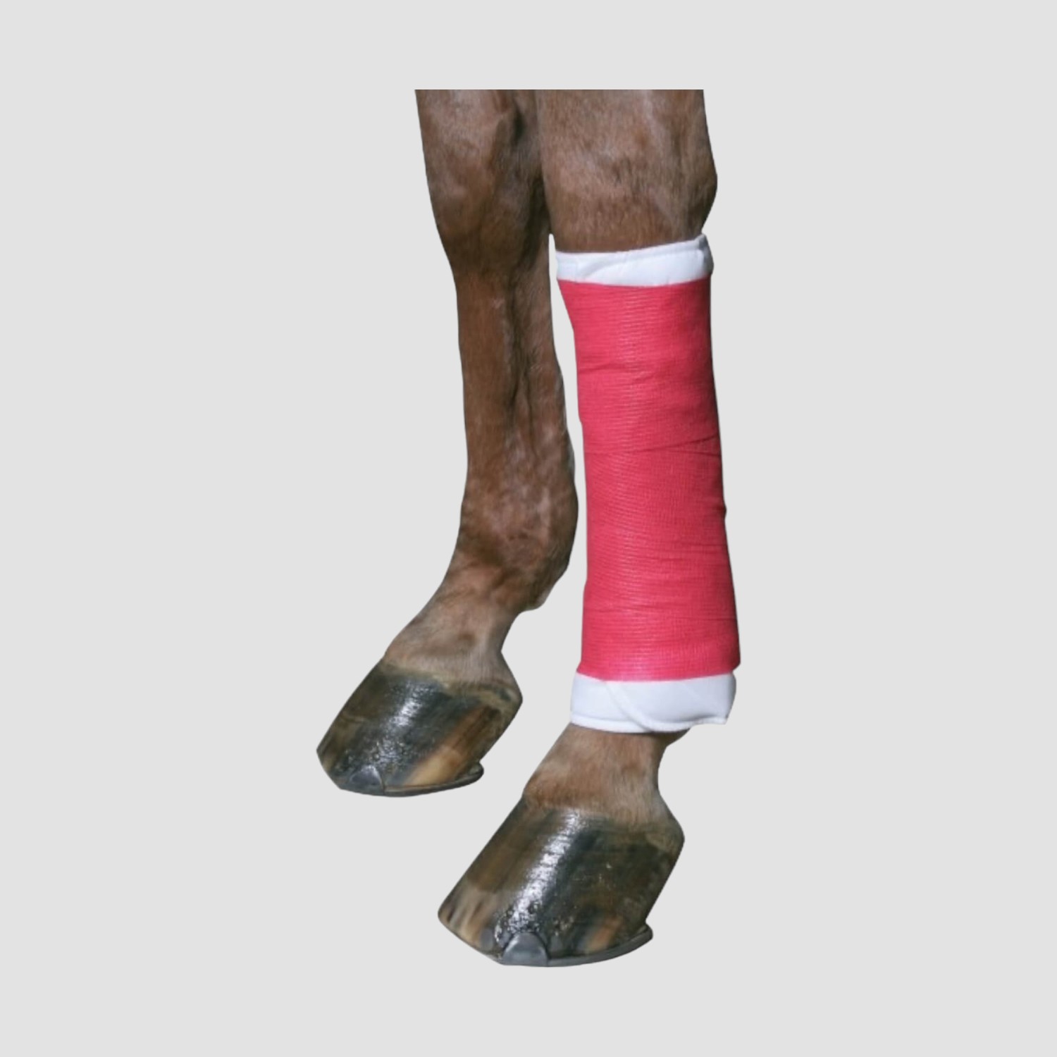 EquiLastic Selbsthaftende Bandage 10 cm Breit